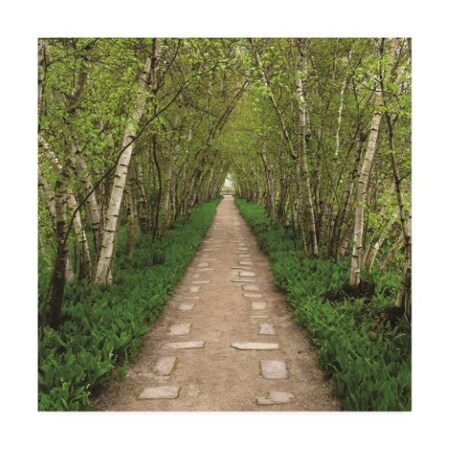 Trademark Fine Art Kurt Shaffer Photographs 'Birch Alley' Canvas Art, 35x35 KS01567-C3535GG